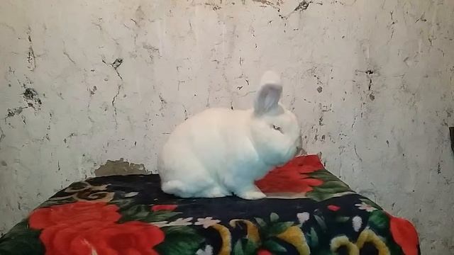 Самец нзб евро смотреть онлайн