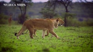 ВЕЛИКИЕ ЛЬВЫ: ВЕЛИЧЕСТВЕННЫЕ  ХИЩНИКИ  САВАННЫ. ЧУДЕСА МИРА.