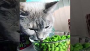 Весенний авитаминоз у кошек — это состояние, при котором у питомца проявляется недостаток витаминов
