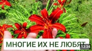 МНОГИЕ ИХ НЕ ЛЮБЯТ. 7.07.2024г.