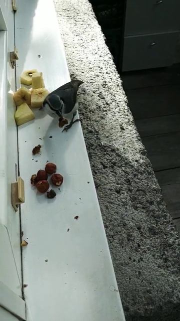 Поползень прилетел за орехом#nature#птицы#поползень#birds смотреть онлайн