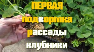 Отправка саженцев
