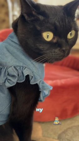 С началом Масленицы!🥞😻 #масленица #котики #юмор