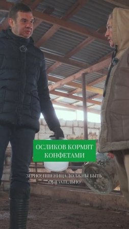 Вы НЕ ПОВЕРИТЕ, чем кормят на ферме ОСЛОВ #фермерство