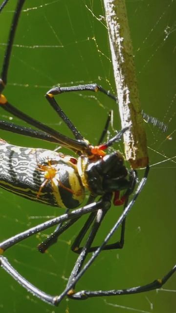 10 Shocking Spider Facts - #Shorts смотреть онлайн