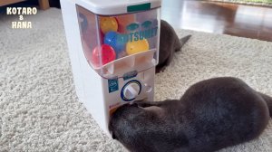 Выдры любят (и ненавидят) свою новую игрушечную капсульную машину!