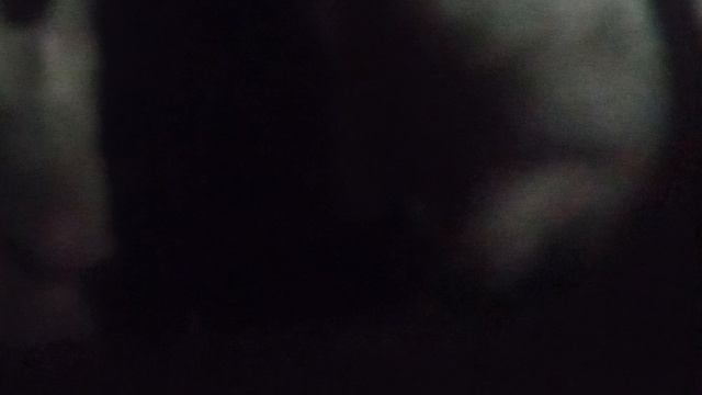 Александр и поросята | Будущие свиноматки Порода ландрас