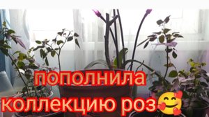 обязательный цветок в саду / моя новая садовая роза.