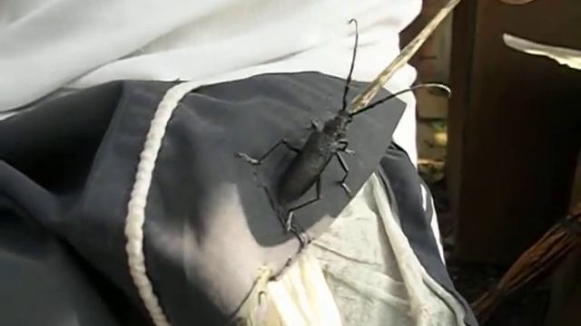 страшный зверюга