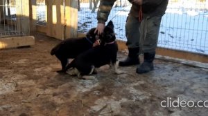 Щенки ВЕО ПИТОМНИК КАЛУЖСКИЙ ВИТЯЗЬ
