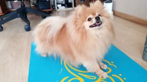 Бася лучше всех умеет мешать и отвлекать!