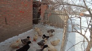 Зрители просят разнообразить КОНТЕНТ. А у нас всё оно и то же: кормим, лечим, купаем... 20.02.25