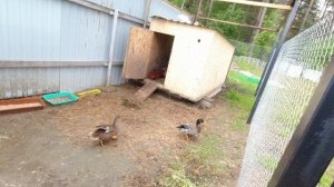 подсадные утки вывели утят