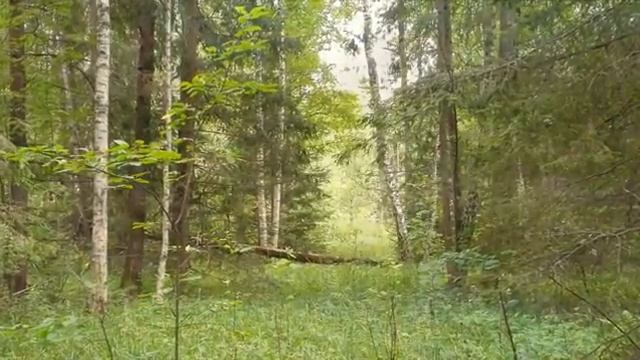 ГИМН ЛЕСАМ. -И. С. Бах - Оркестровая сюита No. 1 часть 1 (фрагмент) — дирижер Karl Richter (360p) смотреть онлайн