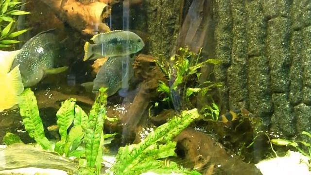 Juwel Trigon 350 South American Cichlid Fish Tank Aquarium смотреть онлайн