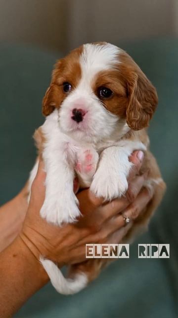 🐶🥎Мальчик - Кавалерчик Елена Рипа нашёл свою семью 🥰🏡Теперь он будет жить в г. Тамбов! смотреть онлайн