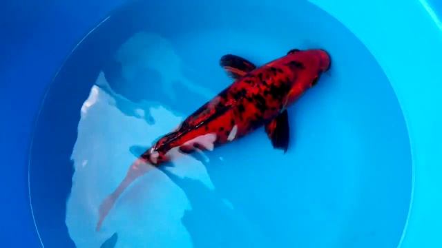 Карп кои 1 смотреть онлайн