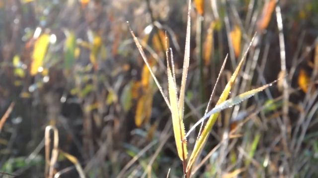 пой ЗЕМля  - музыка МИрчи - гусли ЗЕМЛЯ