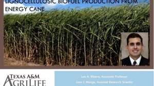 Will Bioenergy Crops Be Able to Fuel the Future?