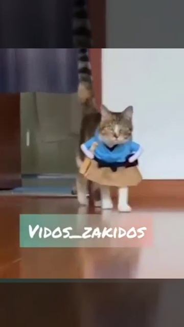 Кот в костюме