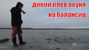 Дикий клёв окуня на балансир.