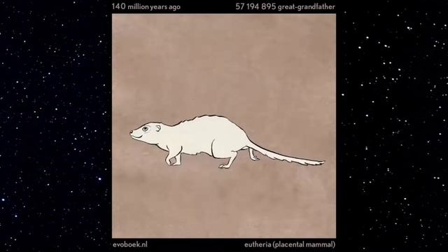 550 Million years of human evolution in 40 seconds смотреть онлайн