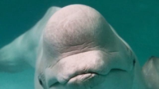 Beluga wildlife