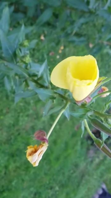 My Arkansas evening primrose in action! It's a gorgeous flower and awesome to watch it bloom! смотреть онлайн