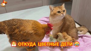 Цветные Цыплята под Кошкой и удивление Курицы ❣️🤗😂