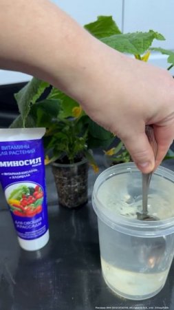 Лучшая подкормка для рассады ОГУРЦОВ, томатов, баклажан #garden #рассада #огород #plants