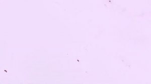 Perpendicular burning ship spirals and IFS curve Mandelbrot Set Fractal (HD 60fps full version)