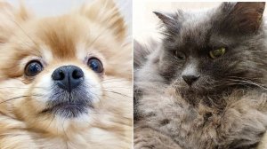 Как мы Басей и Рысей укладываемся спать?