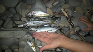 🔥 Силиконовые приманки для Чёрного моря! Микроджиг: как выбрать и ловить 🎣 ТОП советы для рыбалки