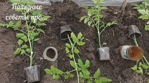 Уже посадила томаты в теплицу. Лайфхак для огородников.