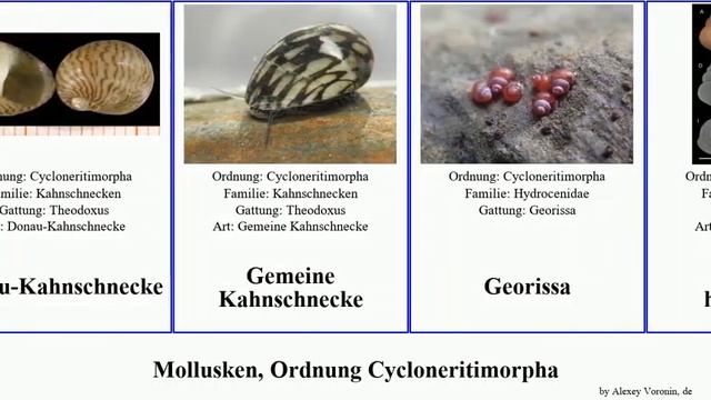 Mollusken, Ordnung Cycloneritimorpha mollusca Georissa Theodoxus Donau-Kahnschnecke Other Rewired смотреть онлайн