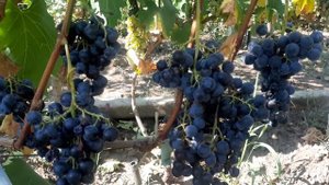 Одесский жемчуг -  технический виноград нового поколения