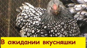 В ожидании вкусняшки