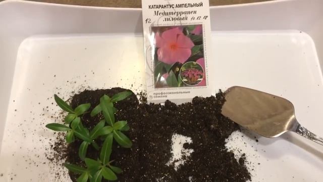 Катарантус 19.01.19 Выращивание катарантуса из семян. Пикировка