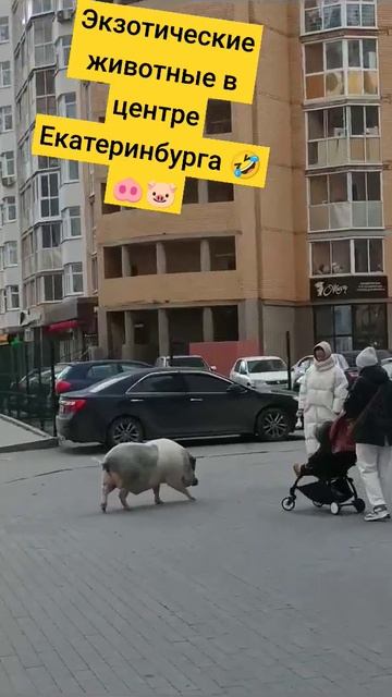 🐽🐷мини- пиггти превратился в огромную свинью #шортс #минипиг #экзотическийпитомец #домашниеживотные