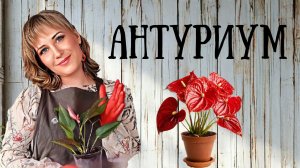 🌿🍄Антуриум. Уход и размножение.