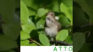 Кушлар овози ширали