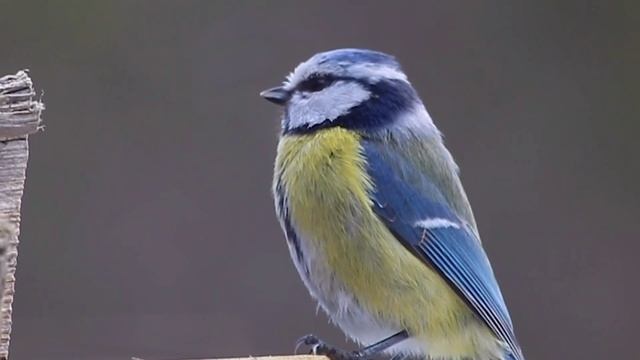 Звуки птиц. Ара, дятел и не только!!! смотреть онлайн