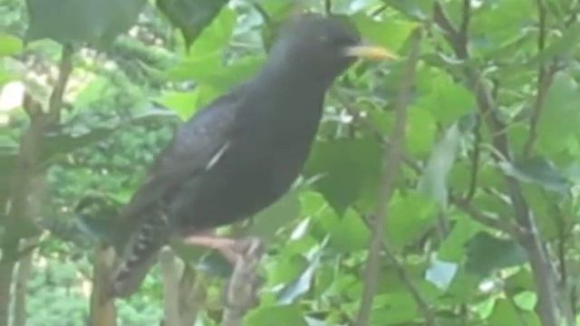 Милый такой скворец-истеричка)) смотреть онлайн