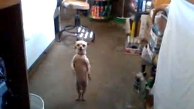 Stuart the Salsa Dancing Dog