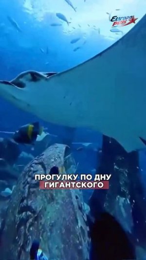 Они ГУЛЯЮТ по морскому ДНУ!