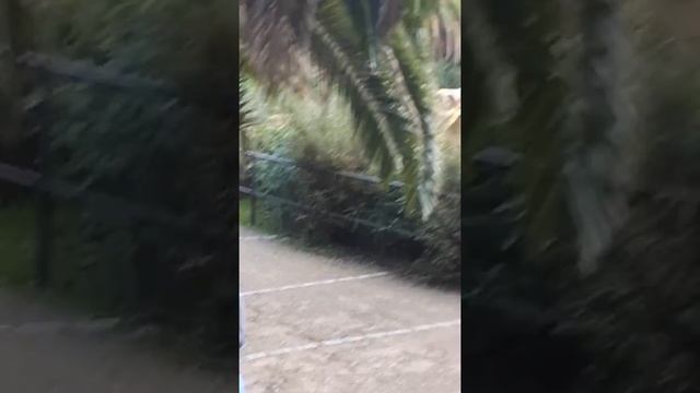 В парке Гауди. Танцуюшая девочка и просто хорошее настроение)) смотреть онлайн