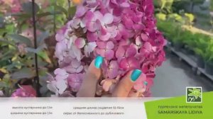 Гортензия Самарская Лидия: почему она так популярна?