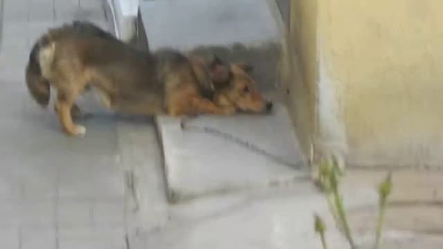 Реакция собаки на жука..) смотреть онлайн