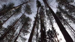 Скрип деревьев в лесу