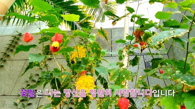 [꽃사랑54] 청사초롱꽃으로 불리는 브라질아부틸론 | Brazilian Abutilon смотреть онлайн